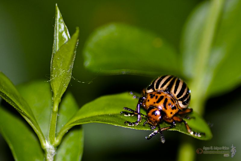 Escarabajo de la patata (Leptinotarsa decemlineata).jpg